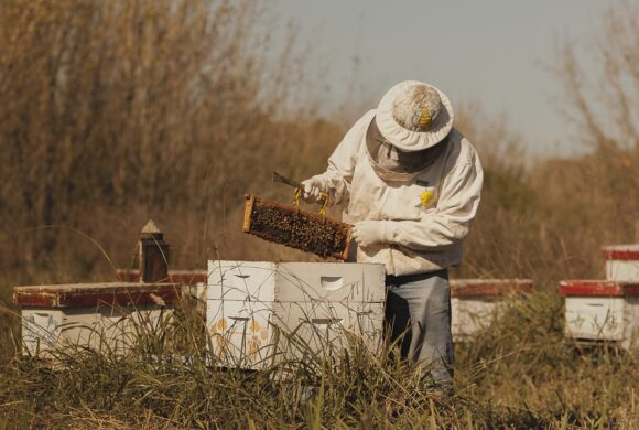 Invitan al primer encuentro internacional apícola en el sur de Mendoza