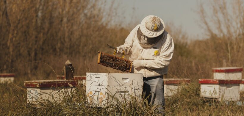 Invitan al primer encuentro internacional apícola en el sur de Mendoza